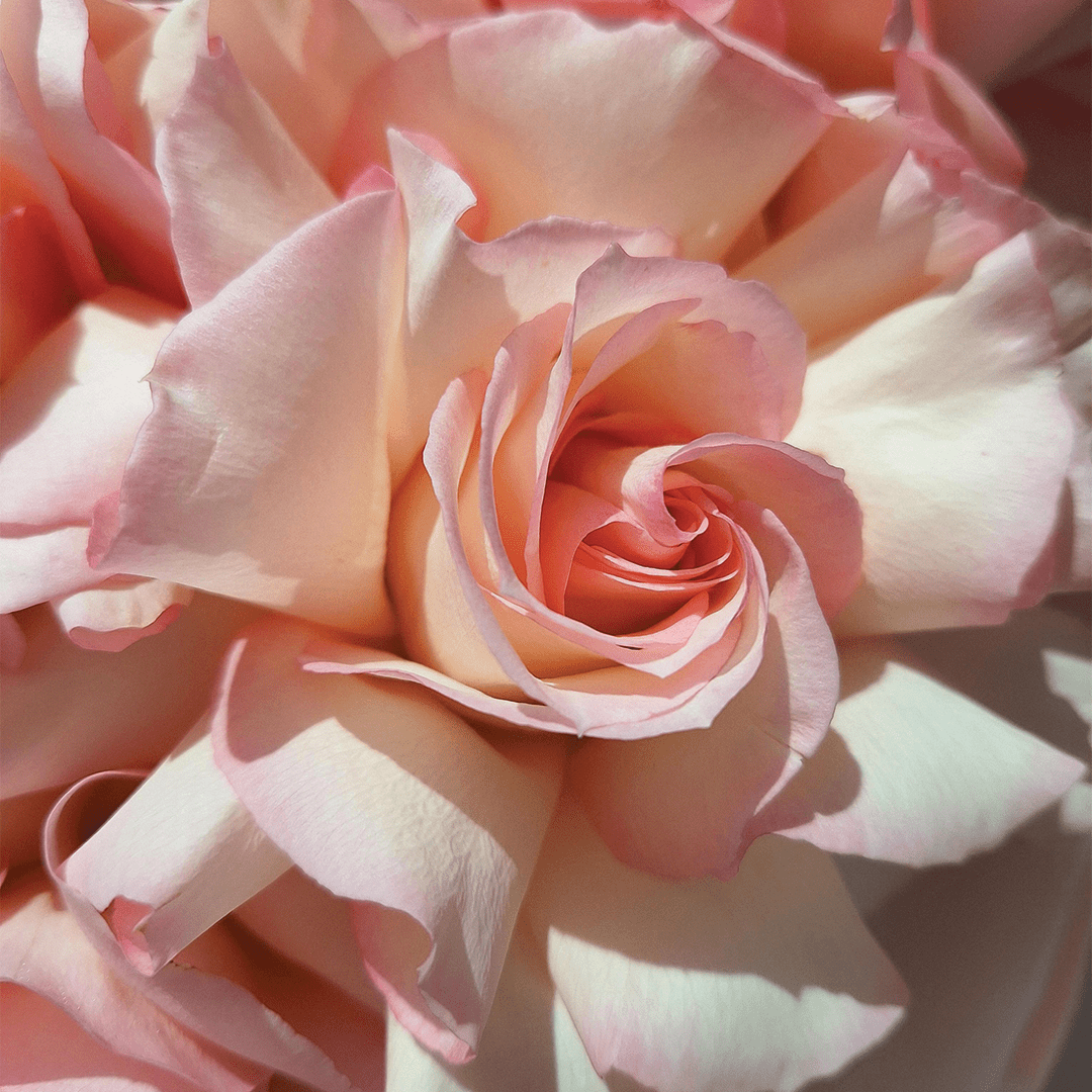 Rose Scented Candle. Luxury Lightly Rose Candle