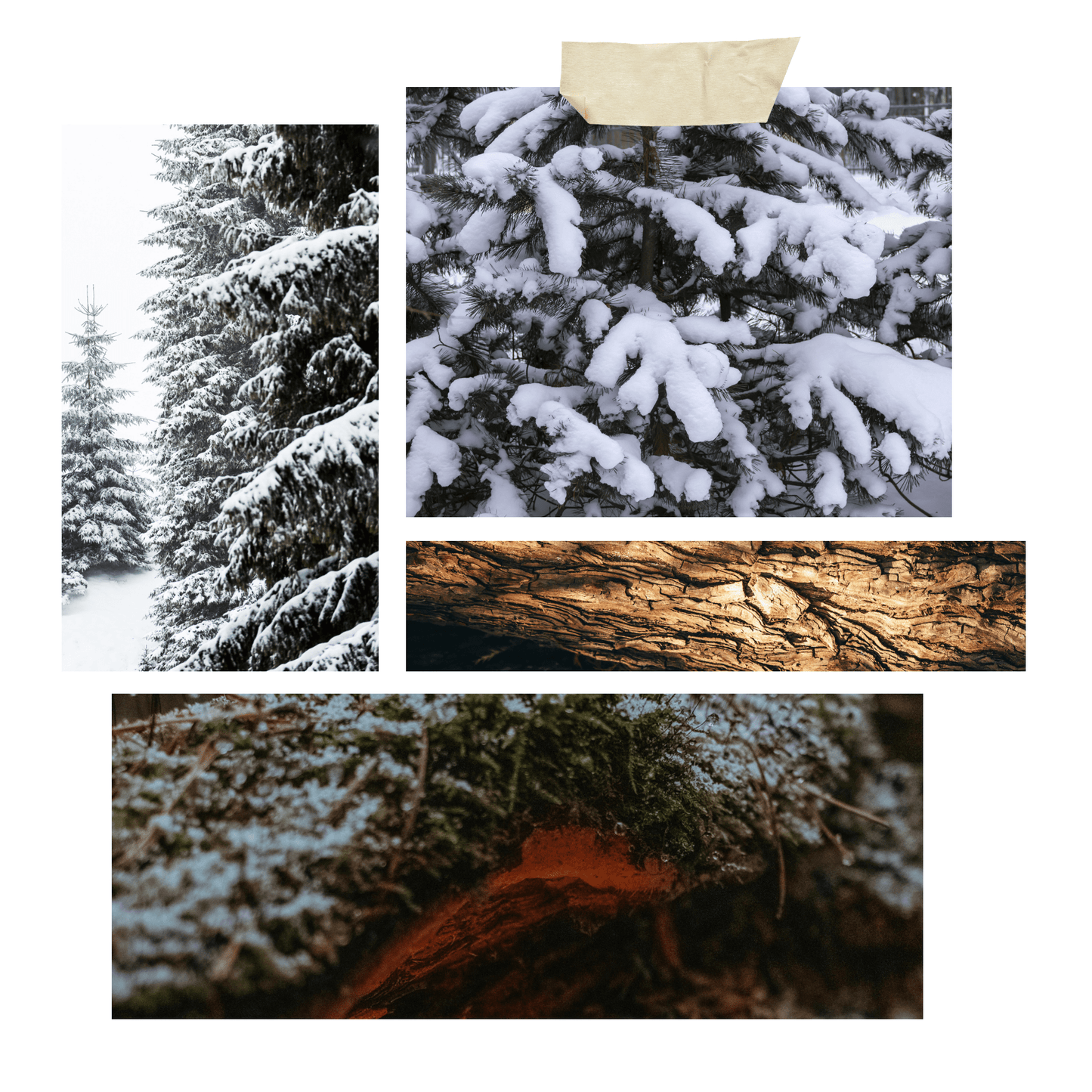 Fir Needle Candle for Fall and Winter Fresh & Breezy Fragrance