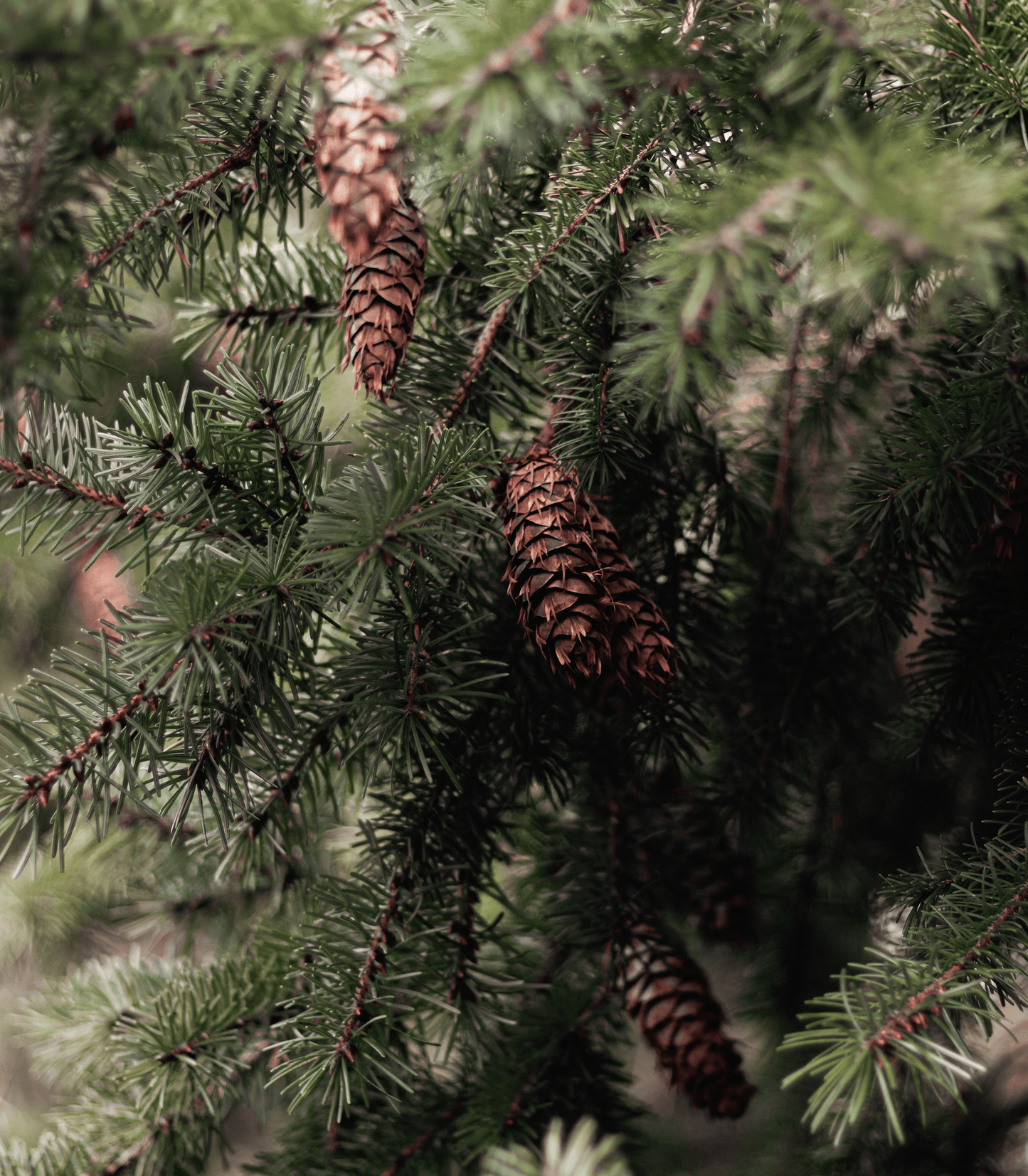 Fir Needle Candle