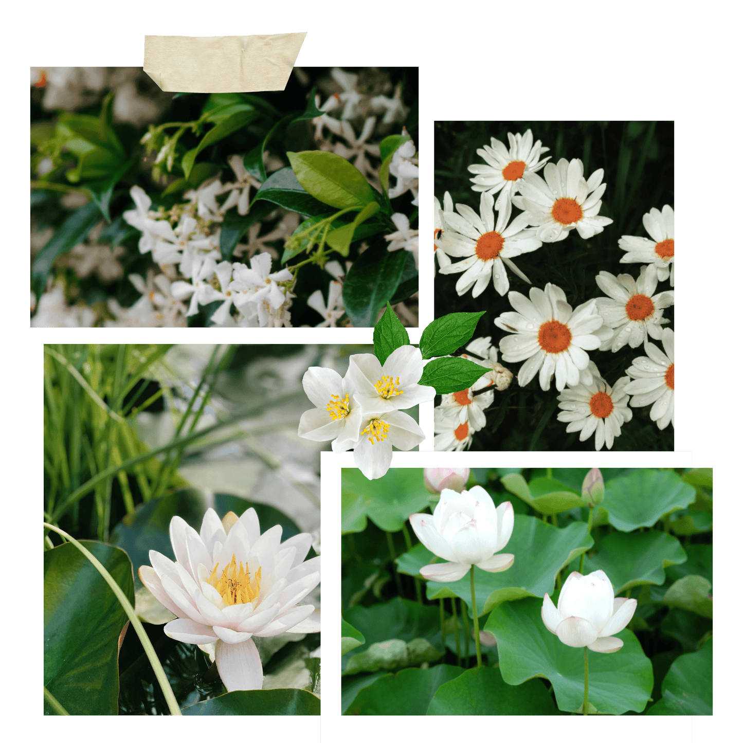 Delicate Floral scented candle, White Lotus Candle