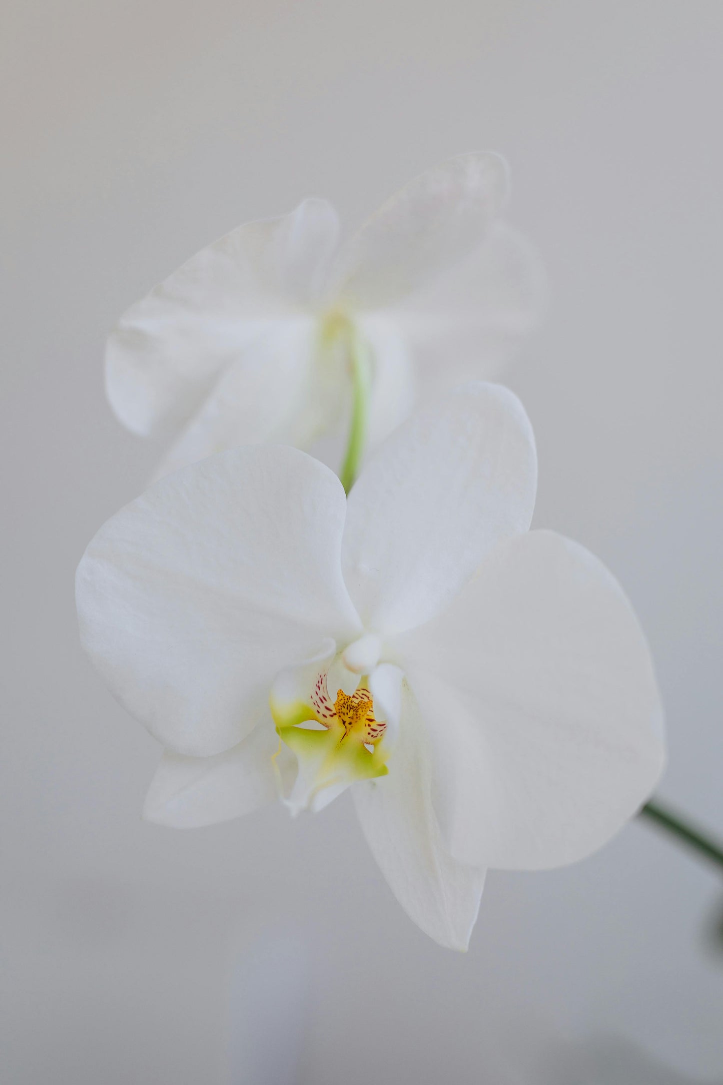 Bohemian Orchid Candle