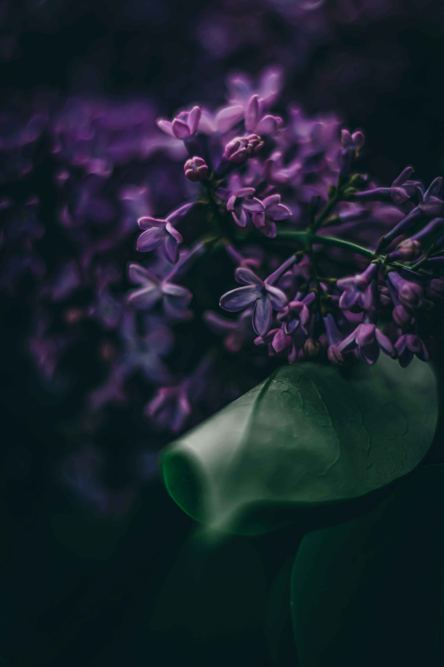 Fresh Dirt & Lavender Candle Fragrance on the Market