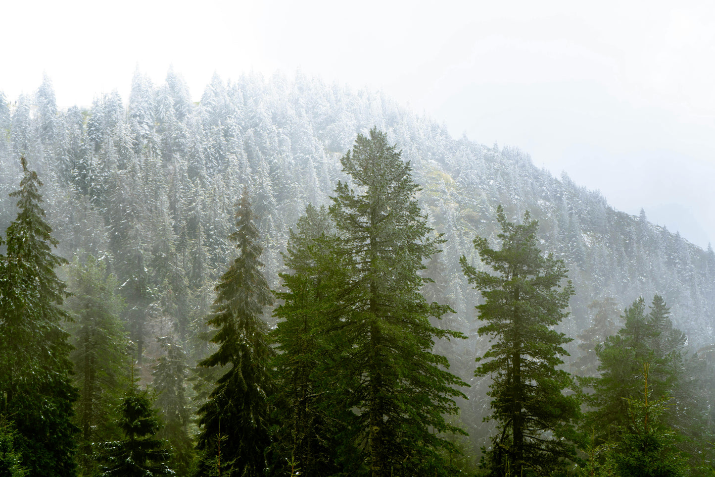 Balsam Scented Candle Smells like Wintery Outdoors Fresh