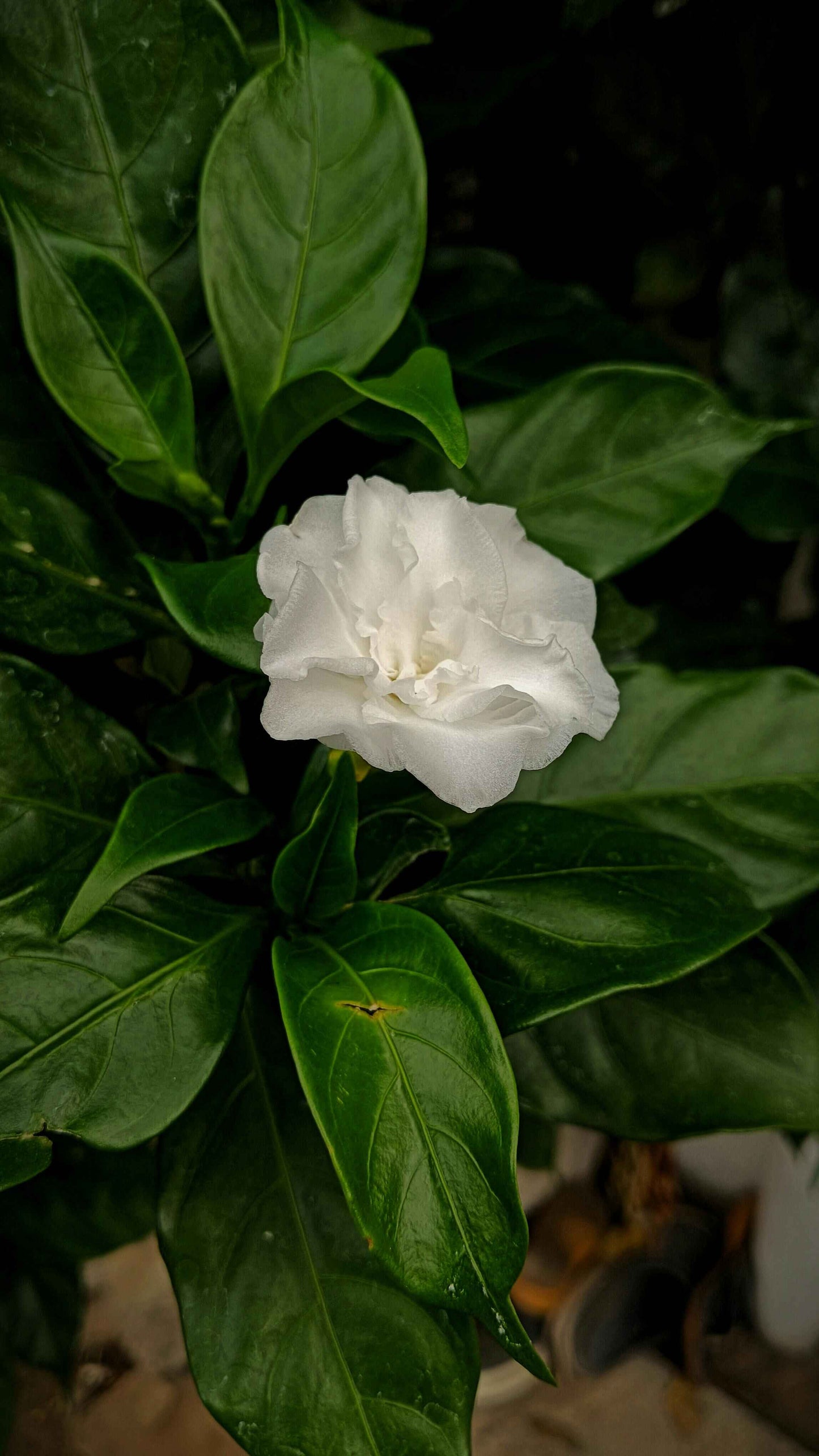 White Lotus Candle & Gardenia Light Floral Candle