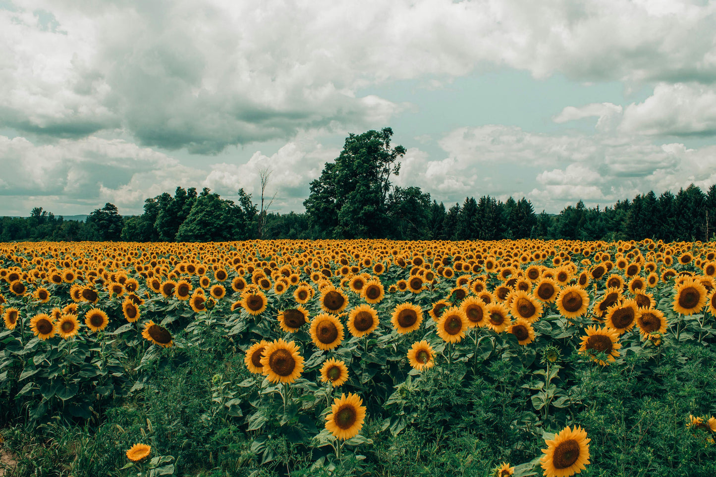 Spring Sunflower Candle Luxury Sunflower Candle Scent