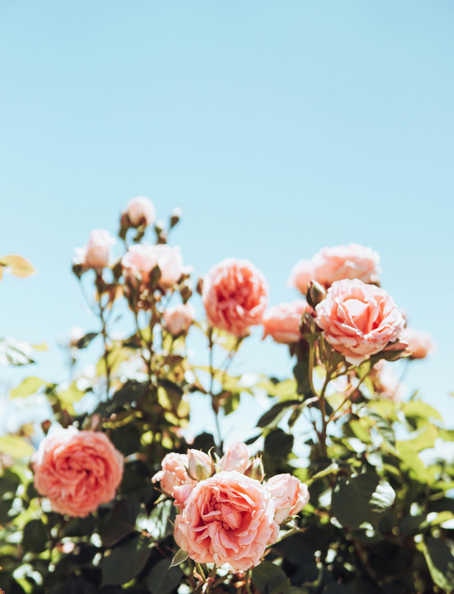 Blushing Rose Candle New Luxury Fragrance