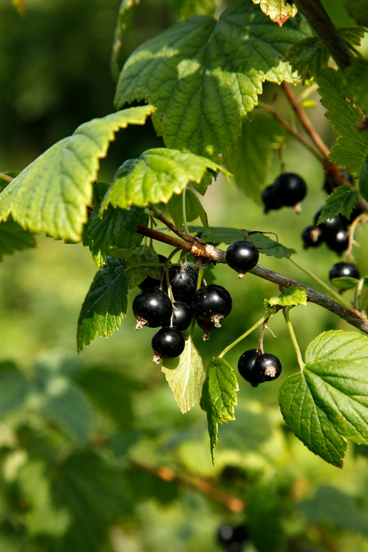 Black Currant Candle for Home Luxury Strong Fragrance that Lasts