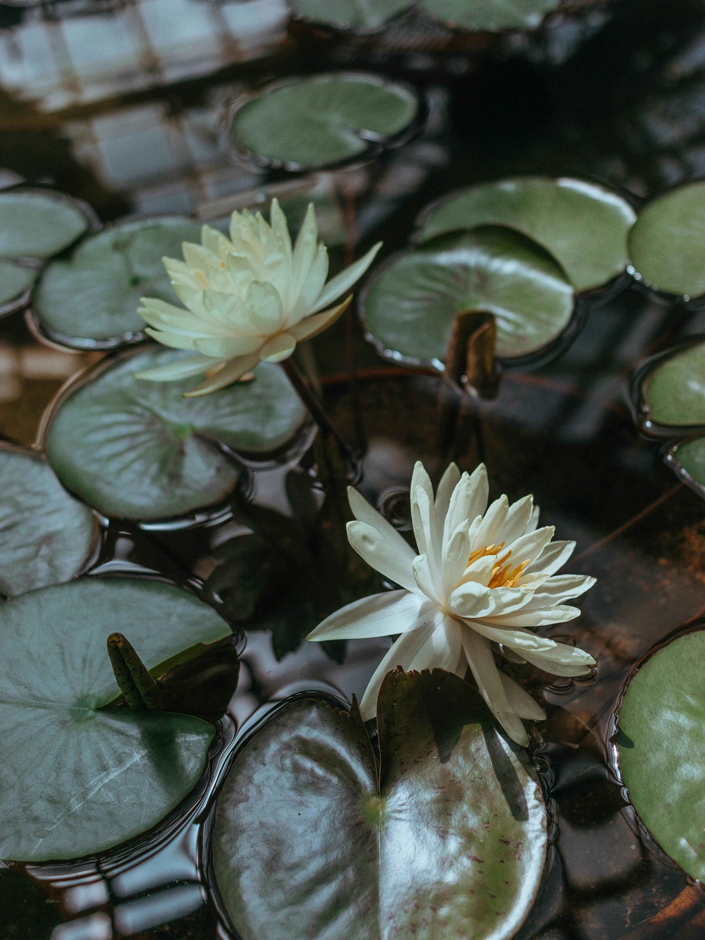 Luxury White Lotus Candle
