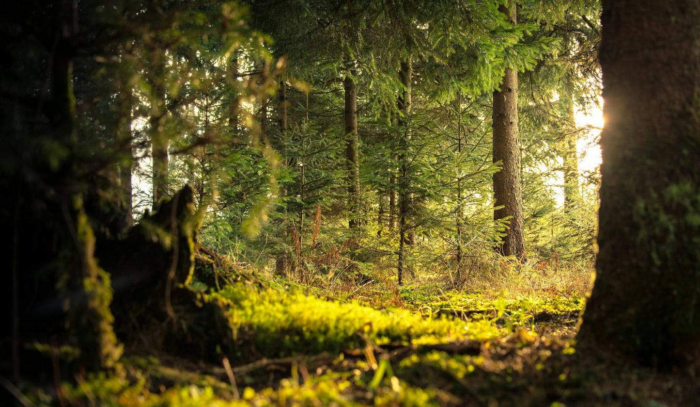 Fir Needles & Sap Candle Fragrance on the Market