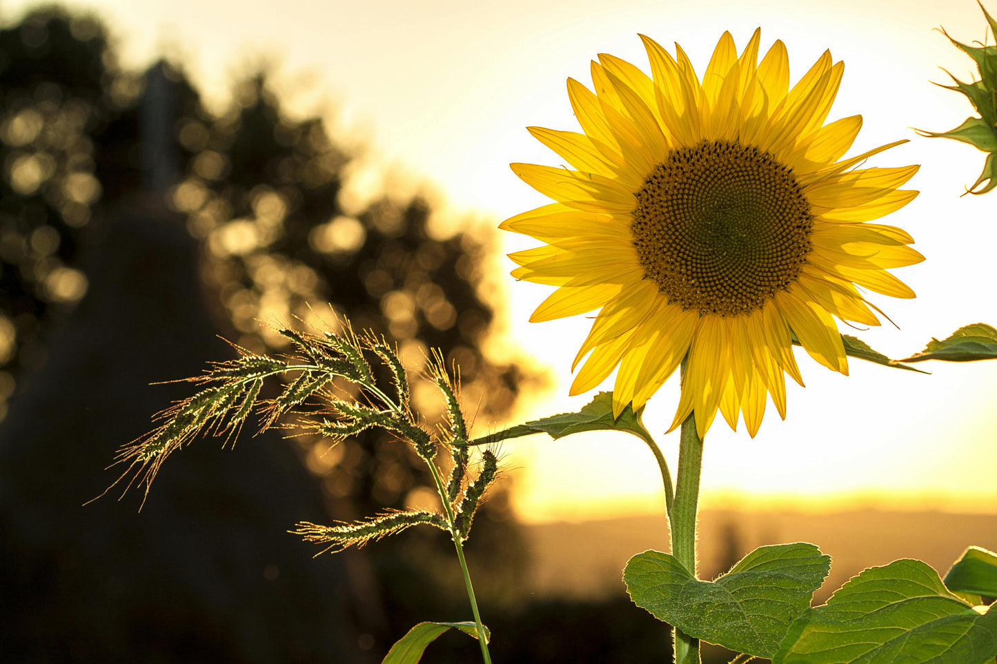 Sunflower Candle Luxury Spring Candle
