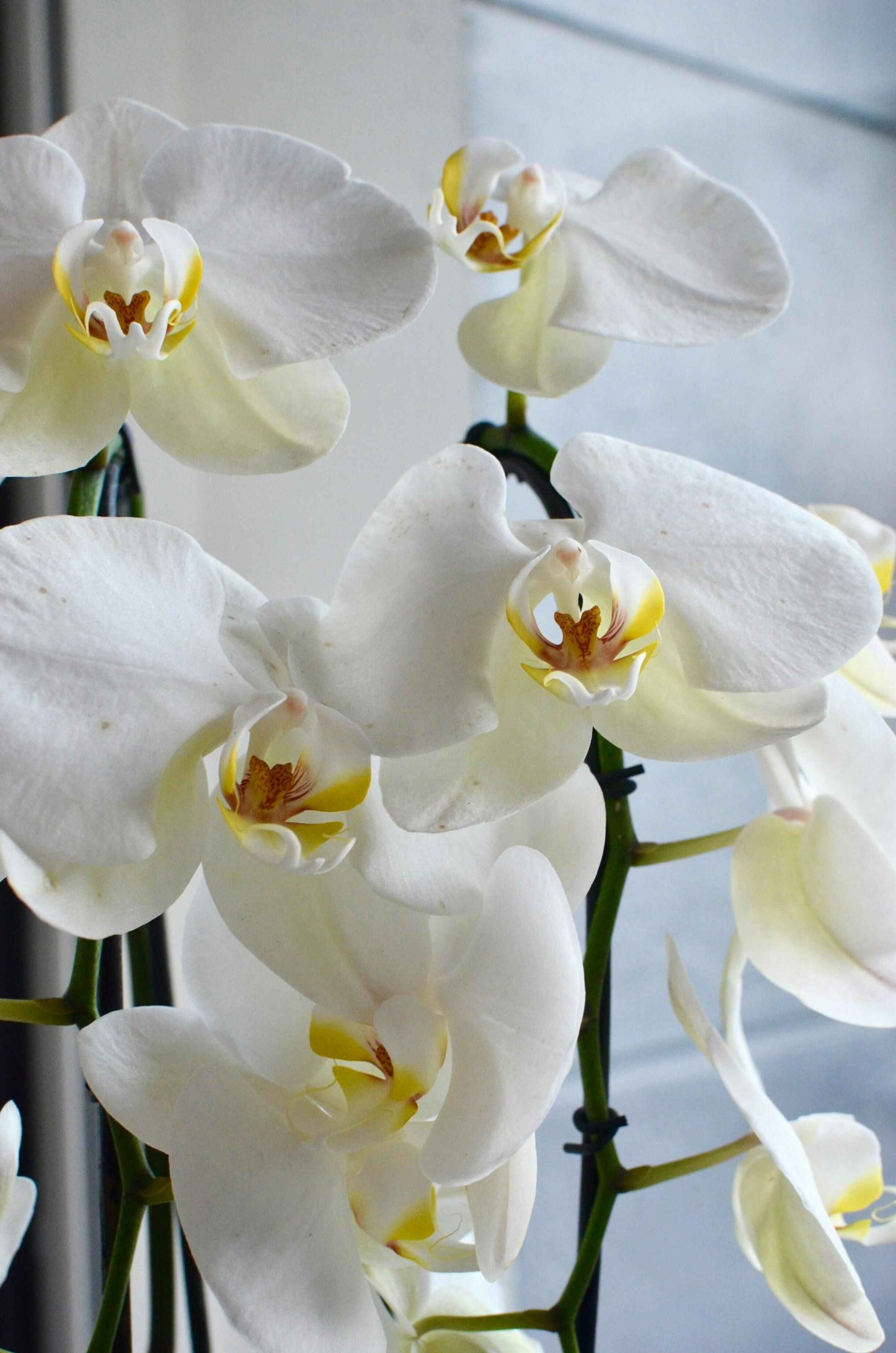 Bohemian Candle  and Bohemian Orchid Candle