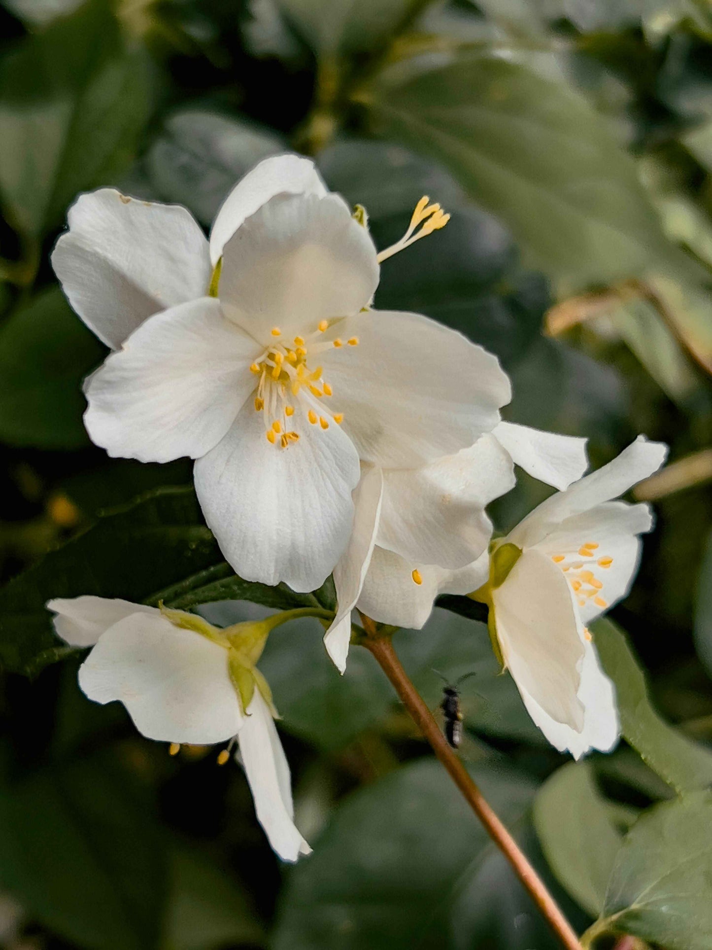 White Lotus Candle Gardenia Candle