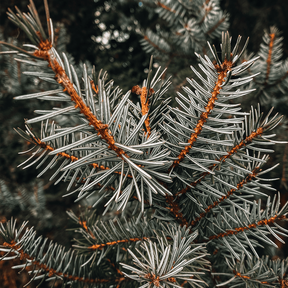 
                  
                    Candle Inspired by Christmas Trees
                  
                