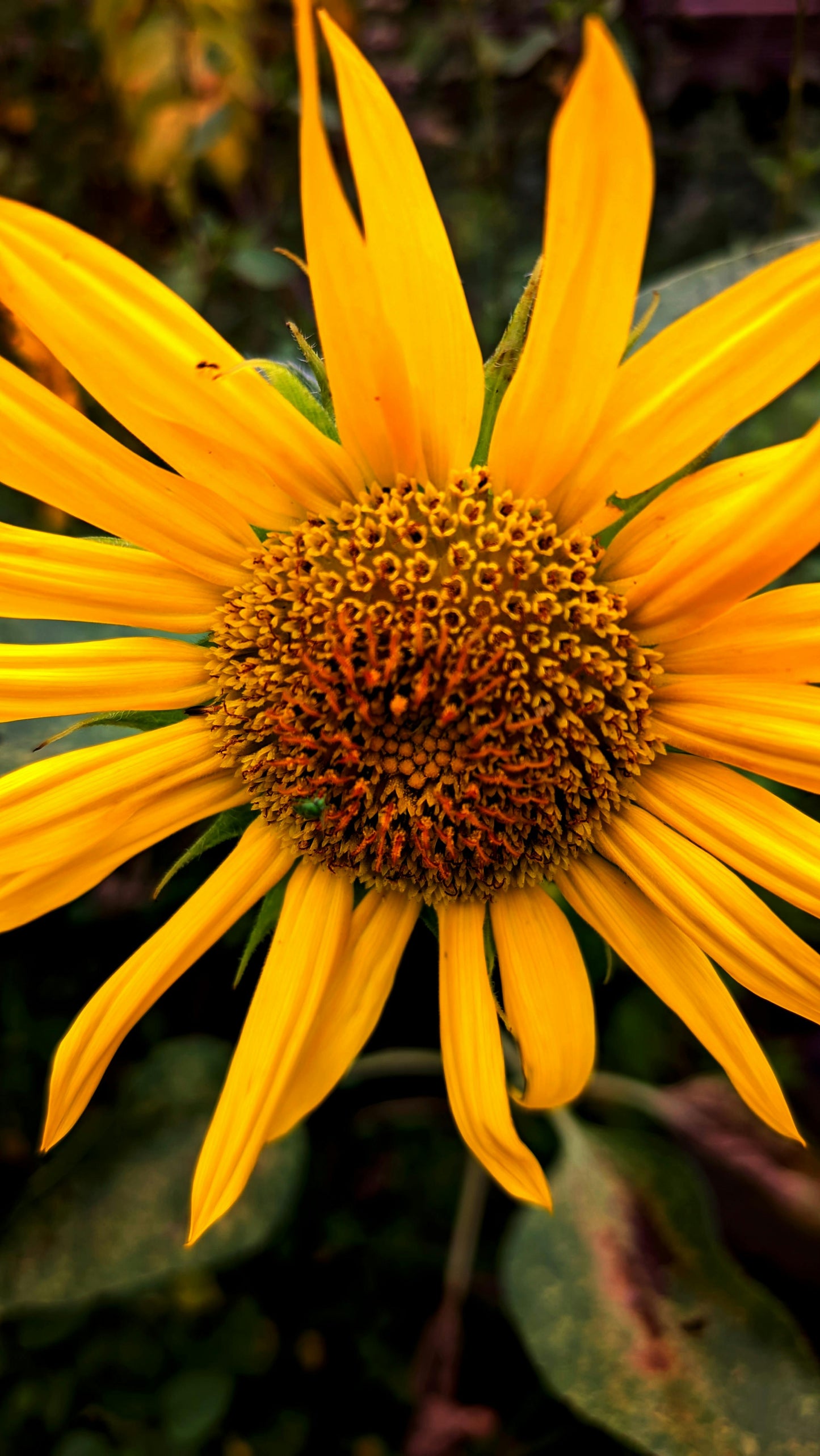 Sunflower Wax Melts