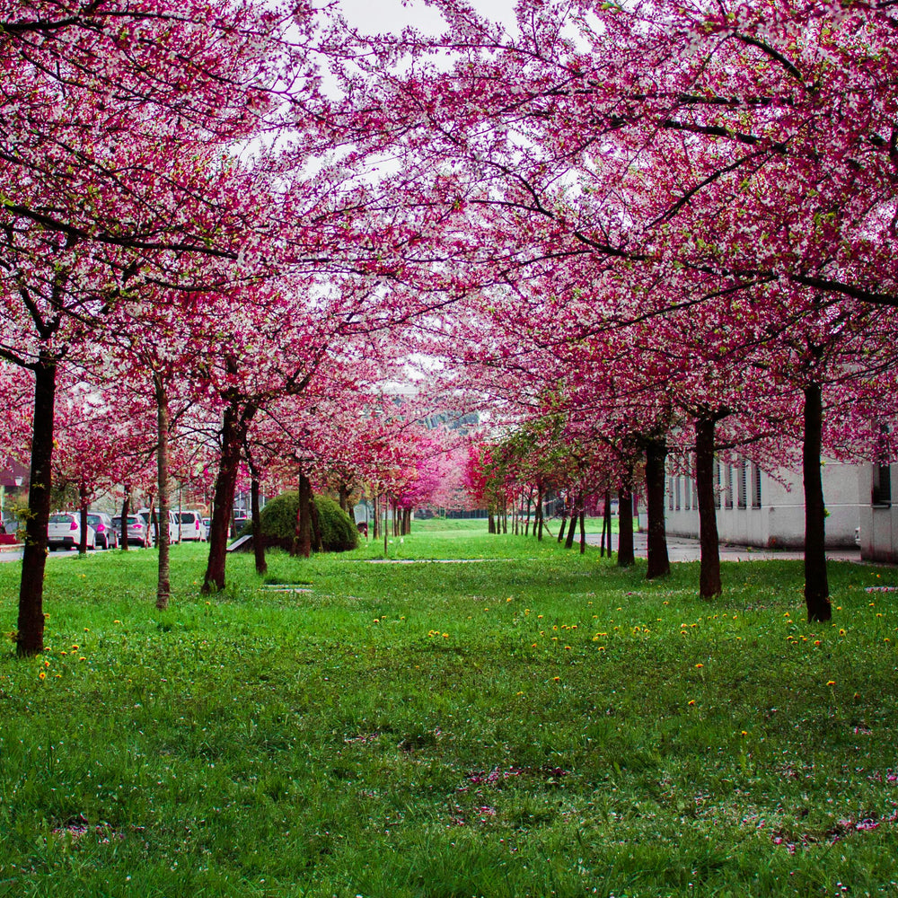 Luxury Cherry Blossom Scented Candle Smells like Fresh Cherry Blossoms