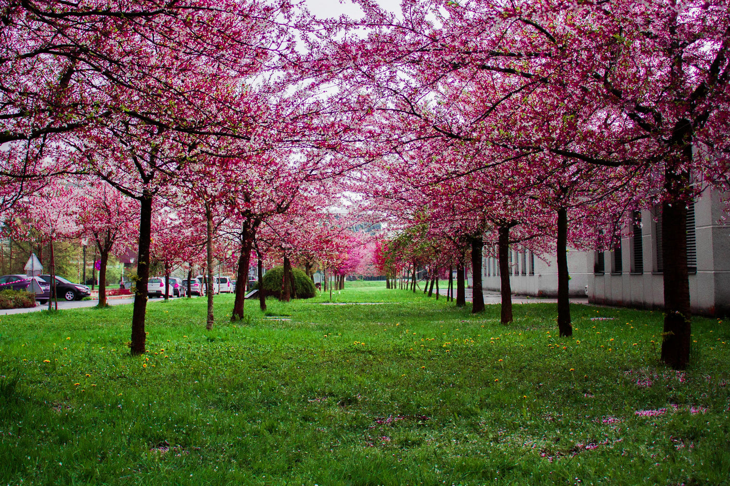 Luxury Cherry Blossom Scented Candle Smells like Fresh Cherry Blossoms