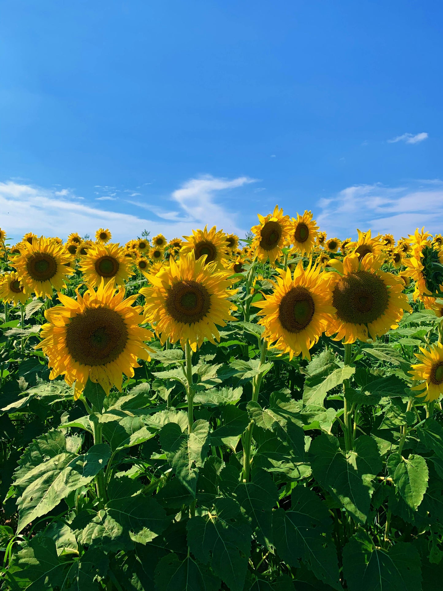 Sunflower Wax Melt