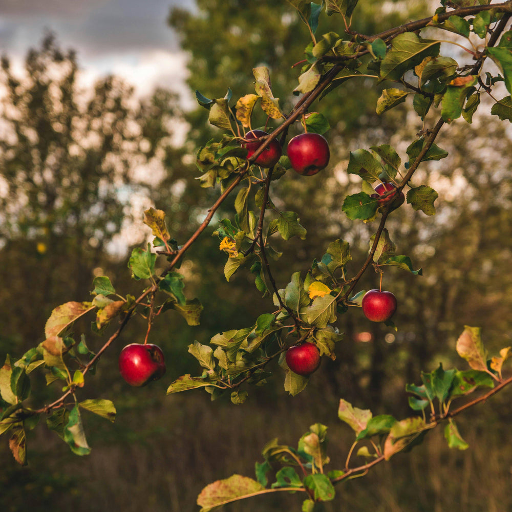 Fresh Apple Orchard Luxury Scented Candle