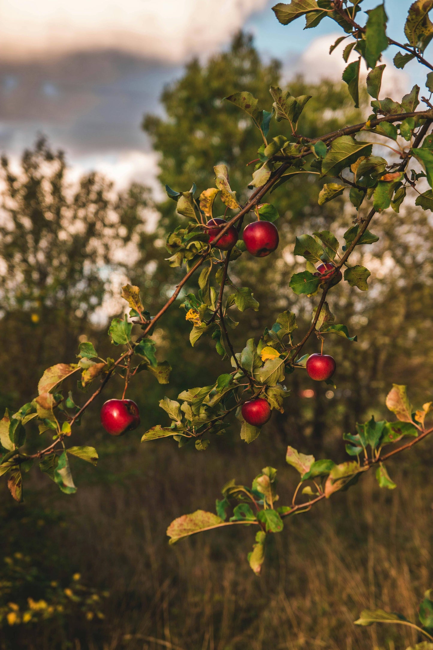 Fresh Apple Orchard Luxury Scented Candle