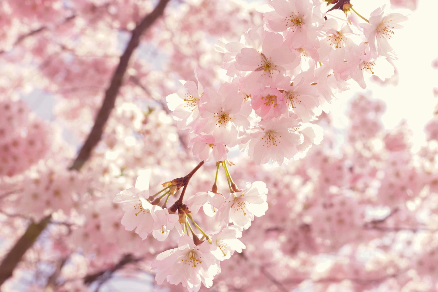 Cherry Blossom Scented Candle Smell Like Fresh Cherry Blossoms