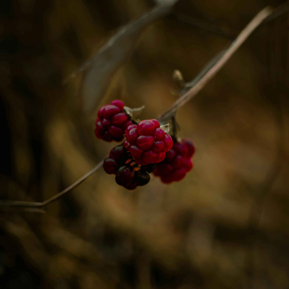 Autumn Blackberry Luxury Room Spray for your Home