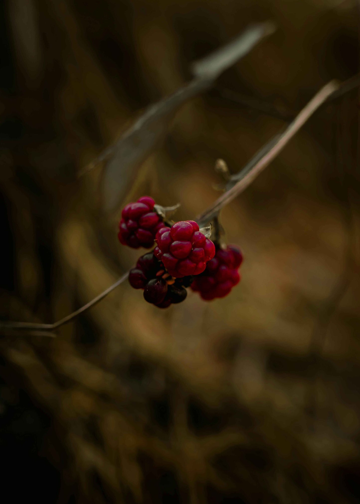 Autumn Blackberry Luxury Room Spray for your Home